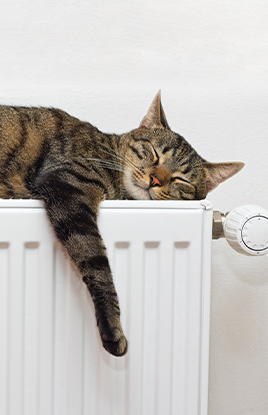 Cat on a radiator